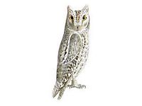 Hibou petit-duc. Adulte gris dessin. Cliquer pour agrandir l'image.