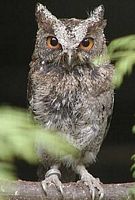 Hibou petit-duc. Cliquer pour agrandir l'image.