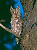 Hibou petit-duc. Cliquer pour agrandir l'image.