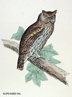 Hibou petit-duc. Dessin. Cliquer pour agrandir l'image.