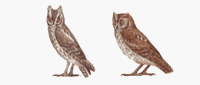 Hibou petit-duc. Dessin. Cliquer pour agrandir l'image.