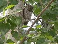 Hibou petit-duc. Cliquer pour agrandir l'image.