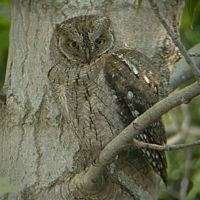 Hibou petit-duc. Cliquer pour agrandir l'image. Hibou petit-duc. Cliquer pour agrandir l'image.