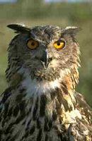 Hibou petit-duc. Cliquer pour agrandir l'image.