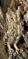 Hibou petit-duc. Cliquer pour agrandir l'image.