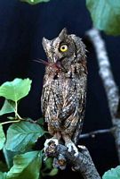 Hibou petit-duc. Cliquer pour agrandir l'image.