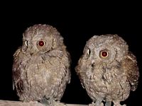 Hibou petit-duc. Juvéniles. Cliquer pour agrandir l'image.