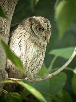 Hibou petit-duc. Cliquer pour agrandir l'image.