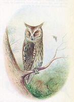 Hibou petit-duc. Dessin. Cliquer pour agrandir l'image.