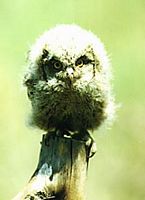Hibou petit-duc. Juvénile. Cliquer pour agrandir l'image.