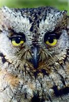 Hibou petit-duc. Tête. Cliquer pour agrandir l'image.