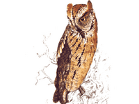 Hibou petit-duc. Dessin. Cliquer pour agrandir l'image.