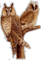 Hibou petit-duc. Dessin. Cliquer pour agrandir l'image.