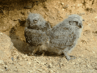 Hibou petit-duc. Juvéniles. Cliquer pour agrandir l'image.