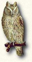 Hibou petit-duc. Dessin. Cliquer pour agrandir l'image.