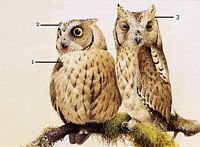 Hibou petit-duc. Dessin d'identification. Cliquer pour agrandir l'image.