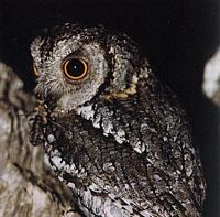 Hibou petit-duc. Proie. Cliquer pour agrandir l'image.