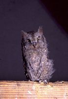 Hibou petit-duc. Cliquer pour agrandir l'image.