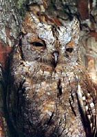 Hibou petit-duc. Cliquer pour agrandir l'image.