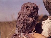 Hibou petit-duc. Cliquer pour agrandir l'image.
