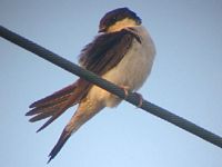 Hirondelle de fenêtre. Cliquer pour agrandir l'image.