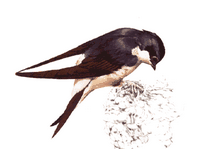 Hirondelle de fenêtre. Dessin. Cliquer pour agrandir l'image.