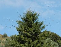 Hirondelle de rivage. Puy des Gouttes. Cliquer pour agrandir l'image.