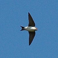 Hirondelle de rivage. Puy des Gouttes. Cliquer pour agrandir l'image.