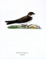 Hirondelle de rivage. Planche d'identification von Wright. Cliquer pour agrandir l'image.