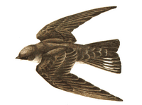 Hirondelle de rochers. Cliquer pour agrandir l'image.