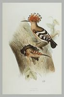 Huppe fasciée. Gravure Gould. Cliquer pour agrandir l'image.