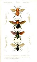 Hymenopteres. Aquarelle. Cliquer pour agrandir l'image.