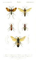 Hymenopteres. Aquarelle. Cliquer pour agrandir l'image.