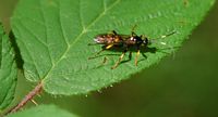 Ichneumon suspiciosus. Montchier. Cliquer pour agrandir l'image.
