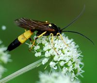 Ichneumon suspiciosus. Sauterre. Cliquer pour agrandir l'image.