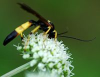 Ichneumon suspiciosus. Sauterre. Cliquer pour agrandir l'image.