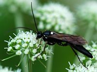 Ichneumonidés. Ichneumon sp, Sauterre. Cliquer pour agrandir l'image.