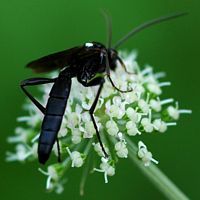 Ichneumonidés. Ichneumon sp, Sauterre. Cliquer pour agrandir l'image.