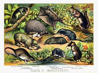 Insectivores. Dessin. Cliquer pour agrandir l'image.