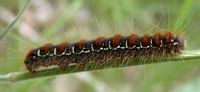 Laineuse du cerisier. Chenille. Cliquer pour agrandir l'image.