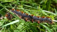 Laineuse du cerisier. Chenille. Cliquer pour agrandir l'image.