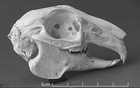 Lapin. Vue latérale du crâne. Cliquer pour agrandir l'image.