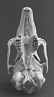 Lapin. Vue ventrale du crâne. Cliquer pour agrandir l'image.