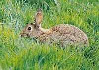 Lapin de garenne. Cliquer pour agrandir l'image.