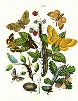Lasiocampidés. Planche gastropacha. Cliquer pour agrandir l'image.