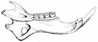 Lerot. Dessin de la mandibule inférieure. Cliquer pour agrandir l'image.