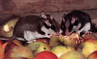 Lerot. Dévorant des pommes. Cliquer pour agrandir l'image.
