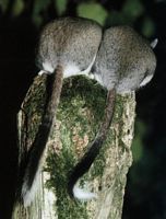 Lerot. Habitat. Cliquer pour agrandir l'image.