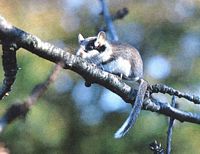 Lerot. Sur une branche. Cliquer pour agrandir l'image.
