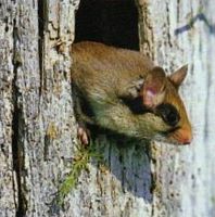 Lerot. Habitat. Cliquer pour agrandir l'image.